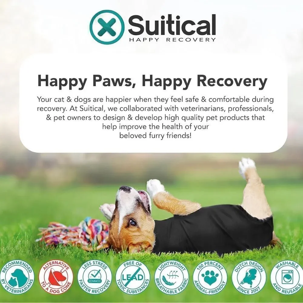 Suitical our dog